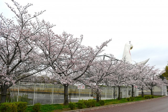 sakura_somei_260401_07