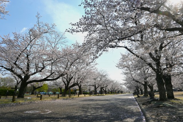 sakura_somei_260402_01