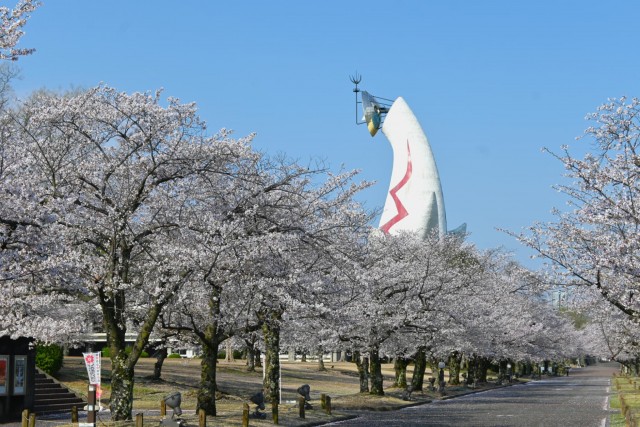 sakura_somei_260402_02