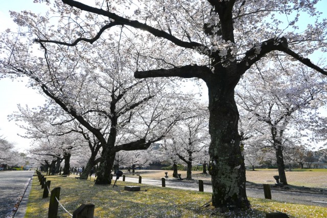 sakura_somei_260402_03