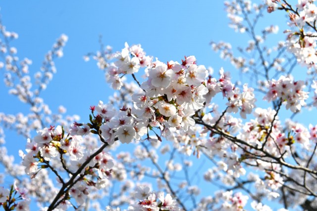sakura_somei_260402_04