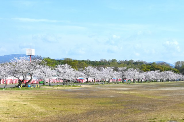 sakura_somei_260402_05
