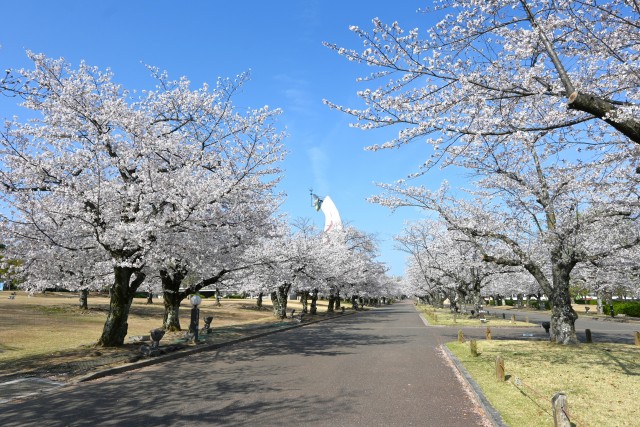 sakura_somei_260403_01