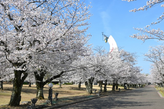 sakura_somei_260403_02