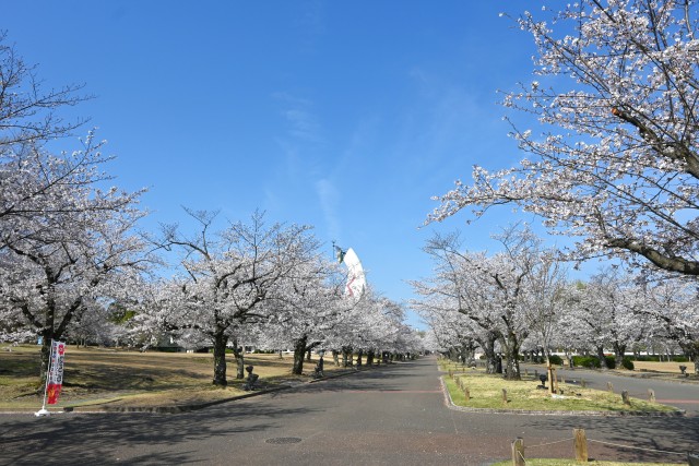 sakura_somei_260403_03
