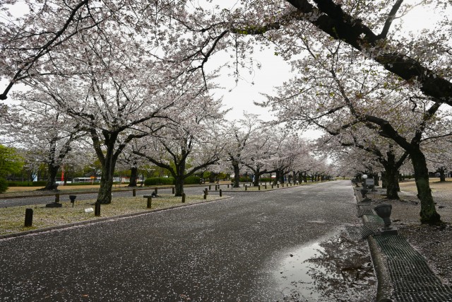 sakura_somei_260405_01