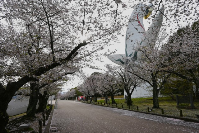 sakura_somei_260405_02