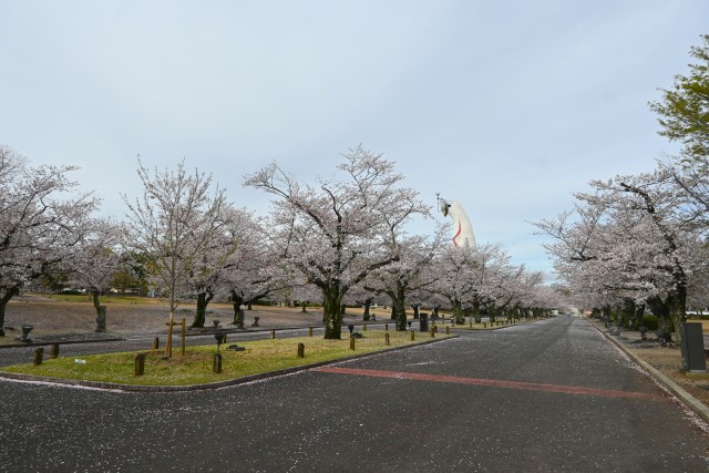 sakura_somei_260405_03