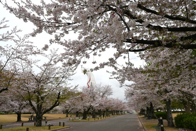 sakura_somei_260407_01