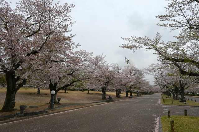 sakura_somei_260407_02