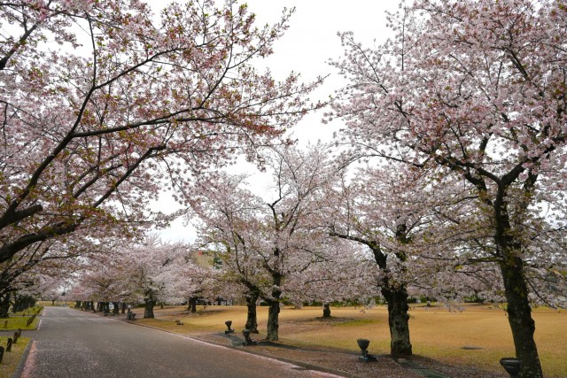 sakura_somei_260407_03