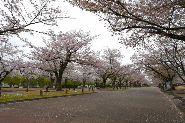 sakura_somei_260407_04