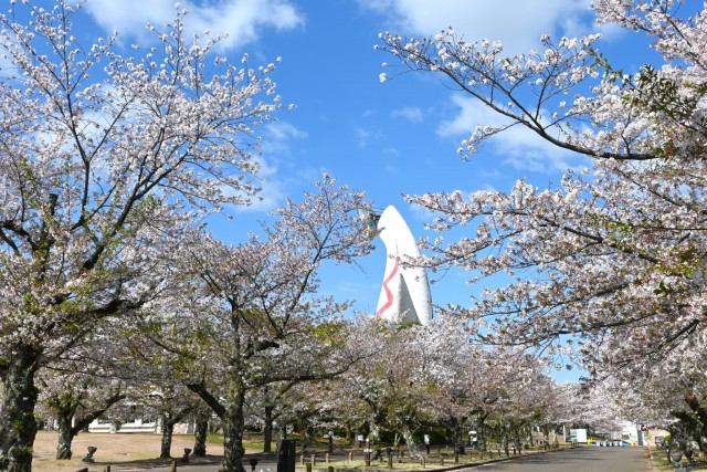 sakura_somei_260408_01