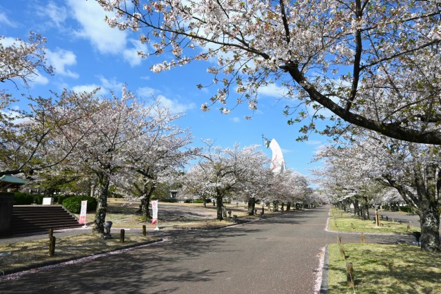 sakura_somei_260408_02
