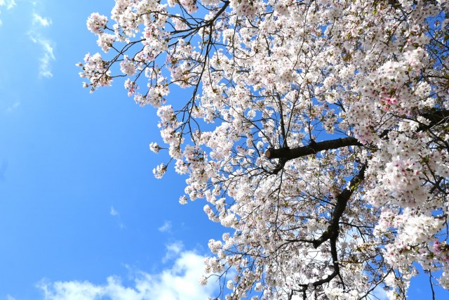 sakura_somei_260408_03