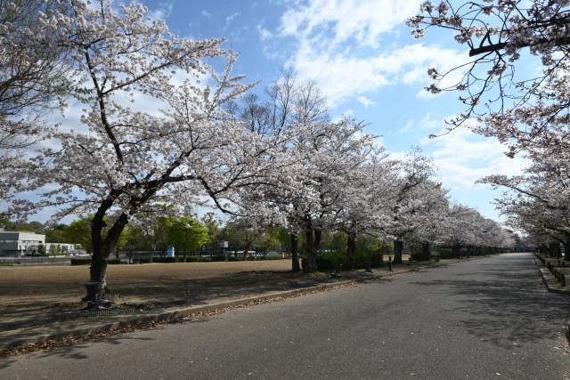 sakura_somei_260408_04