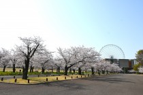sakura_somei_higashi_250407_01