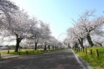 sakura_somei_higashi_250407_02