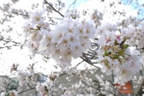 sakura_somei_higashioji_250331_02