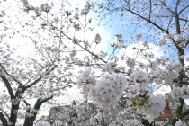 sakura_somei_higashioji_250331_03