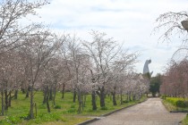 sakura_somei_nagare_250331_01