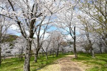 sakura_somei_nagare_250404