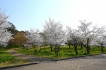 sakura_somei_nagare_250407_01