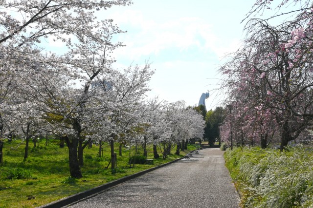 sakura_somei_nagare_260402_01