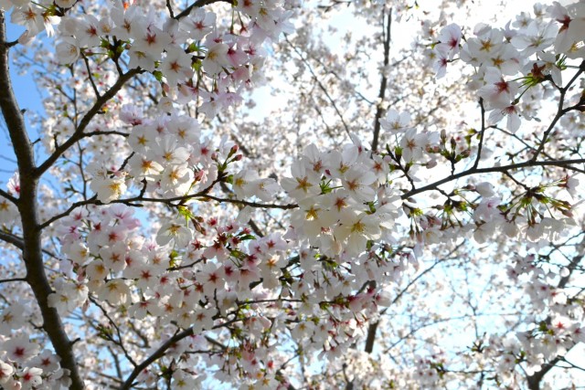 sakura_somei_nagare_260402_02