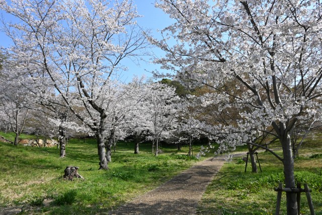 sakura_somei_nagare_260402_03