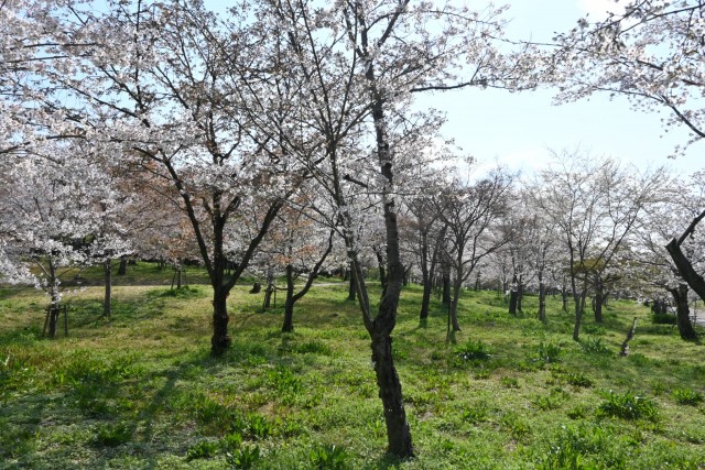 sakura_somei_nagare_260402_04