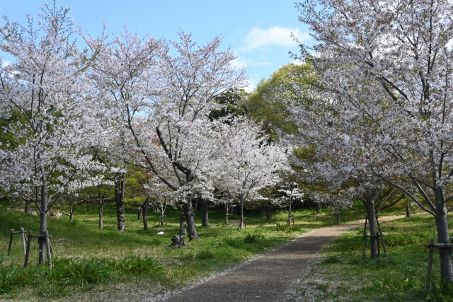 sakura_somei_nagare_260408_01