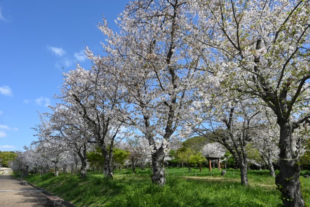 sakura_somei_nagare_260408_02