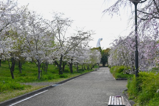 sakura_somei_nagare_260408_03