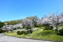 sakura_somei_nihonteien_250409_