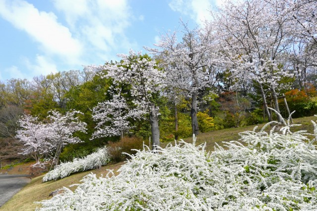 sakura_somei_nihonteien_260330_01