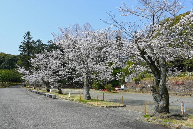 sakura_somei_nihonteien_260330_02