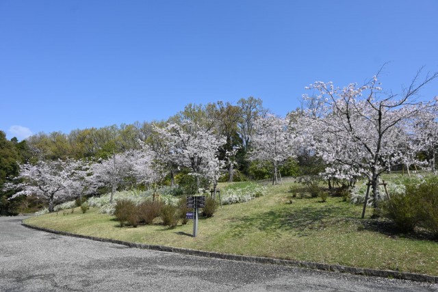 sakura_somei_nihonteien_260402_01