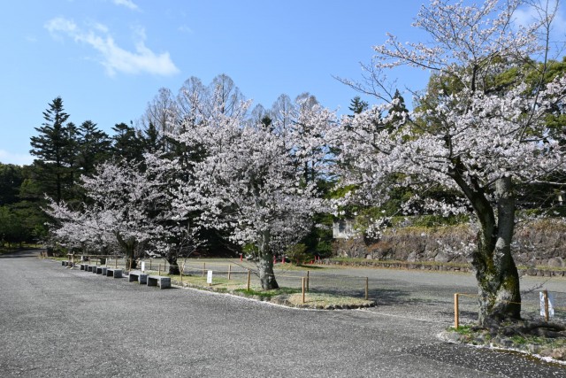 sakura_somei_nihonteien_260402_02