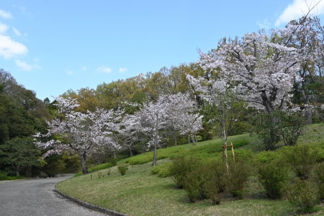 sakura_somei_nihonteien_260408_01