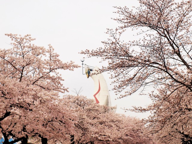 sakura_someiyoshino_210330_01