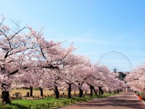 sakura_someiyoshino_210401_021