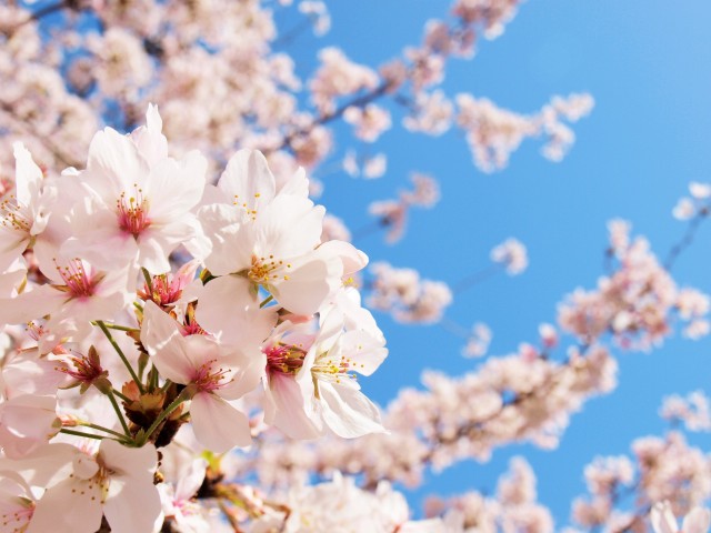 sakura_someiyoshino_210401_031
