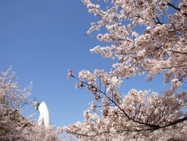 sakura_shidare_210402_01