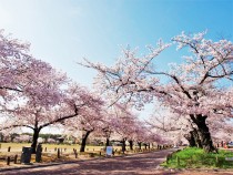 sakura_someiyoshino_210402_03