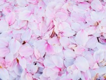 sakura_shidare_210402_02