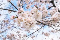 sakura_someiyoshino_220327_02