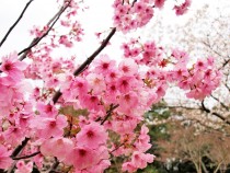 sakura_yoko_2103026_01