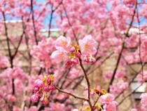 sakura_yoko_210316_01