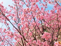 sakura_yoko_210316_02